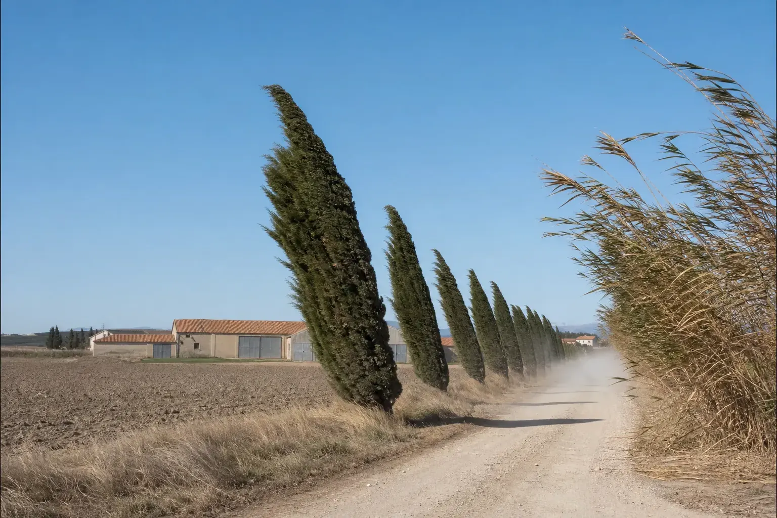 Plaine du Roussillon balayée par le vent : cyprès penchés, haies de roseaux couchées, ciel dégagé